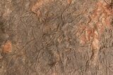 / Foot Wide Fossil Crinoid (Scyphocrinites) Plate - Morocco #215237-8